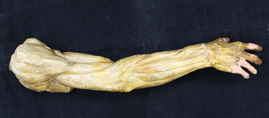 A plaster anatomical arm, 24.5in.